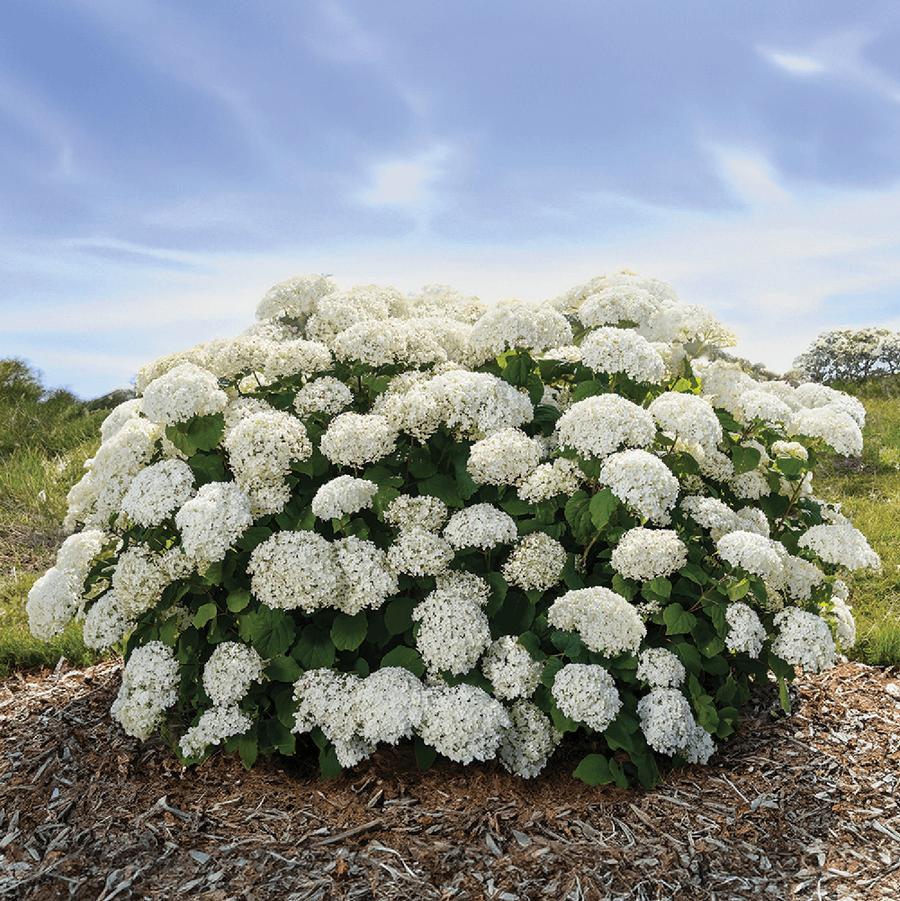 Hydrangea arborescens 'FlowerFull™' - Flowerful™Hydrangea from Willowbrook Nurseries