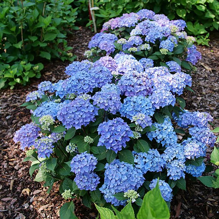 Hydrangea macrophylla 'Let's Dance Lovable®' - Let's Dance Lovable® Hydrangea from Willowbrook Nurseries