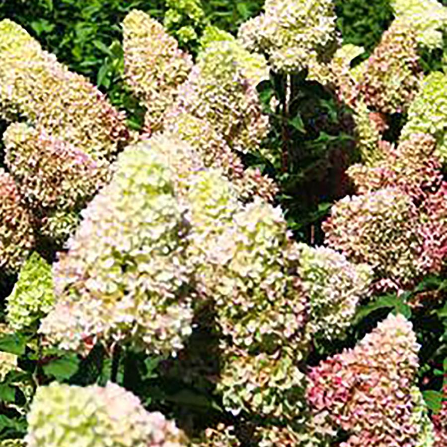 Hydrangea paniculata 'Dragon Baby™' - Drsgon Baby™Hydrangea from Willowbrook Nurseries