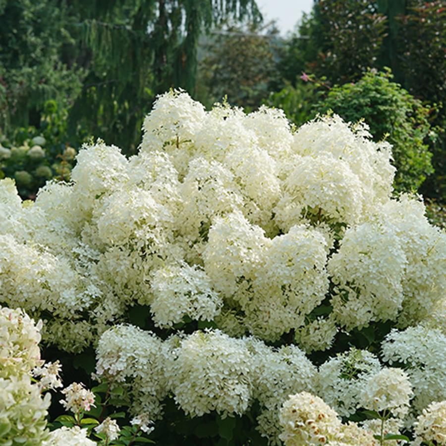 Hydrangea paniculata 'Puffer Fish®' - Puffer Fish Hydrangea from Willowbrook Nurseries