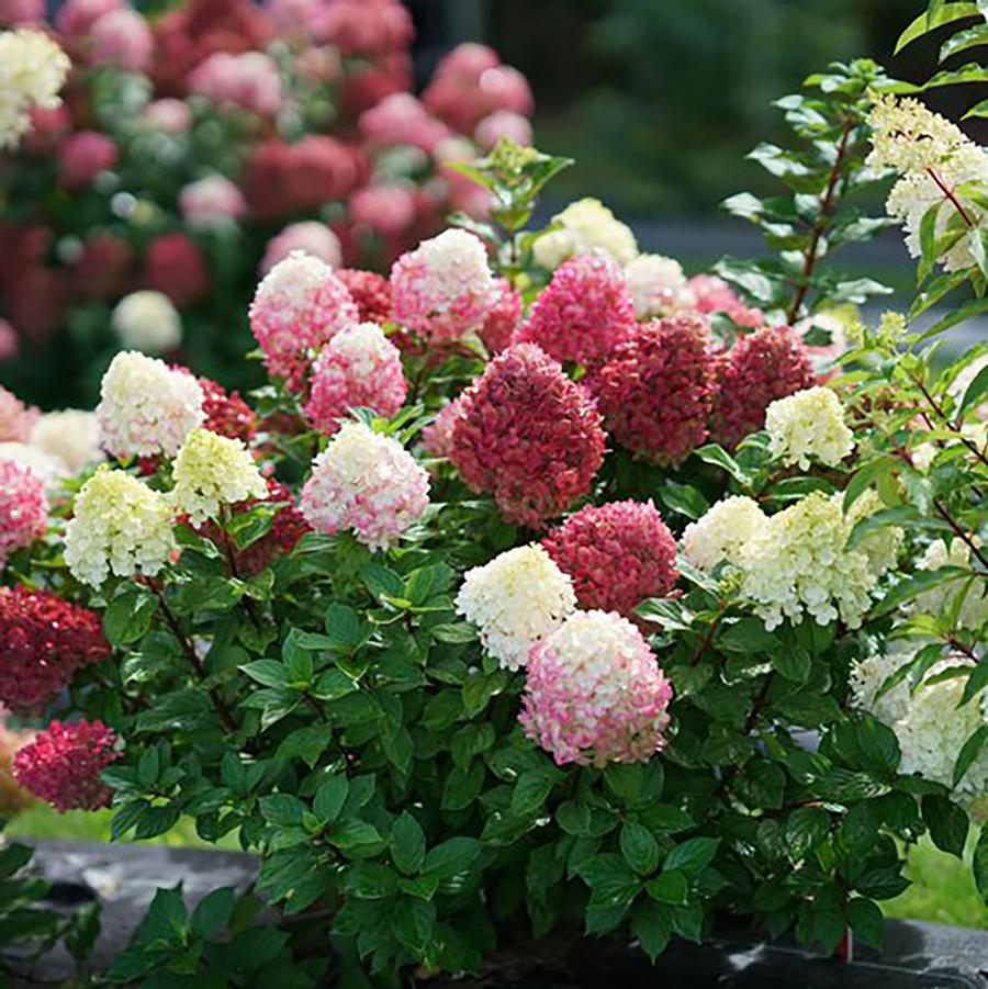 Hydrangea paniculata 'Little Lime Punch™' - Little Lime Punch® Hydrangea from Willowbrook Nurseries