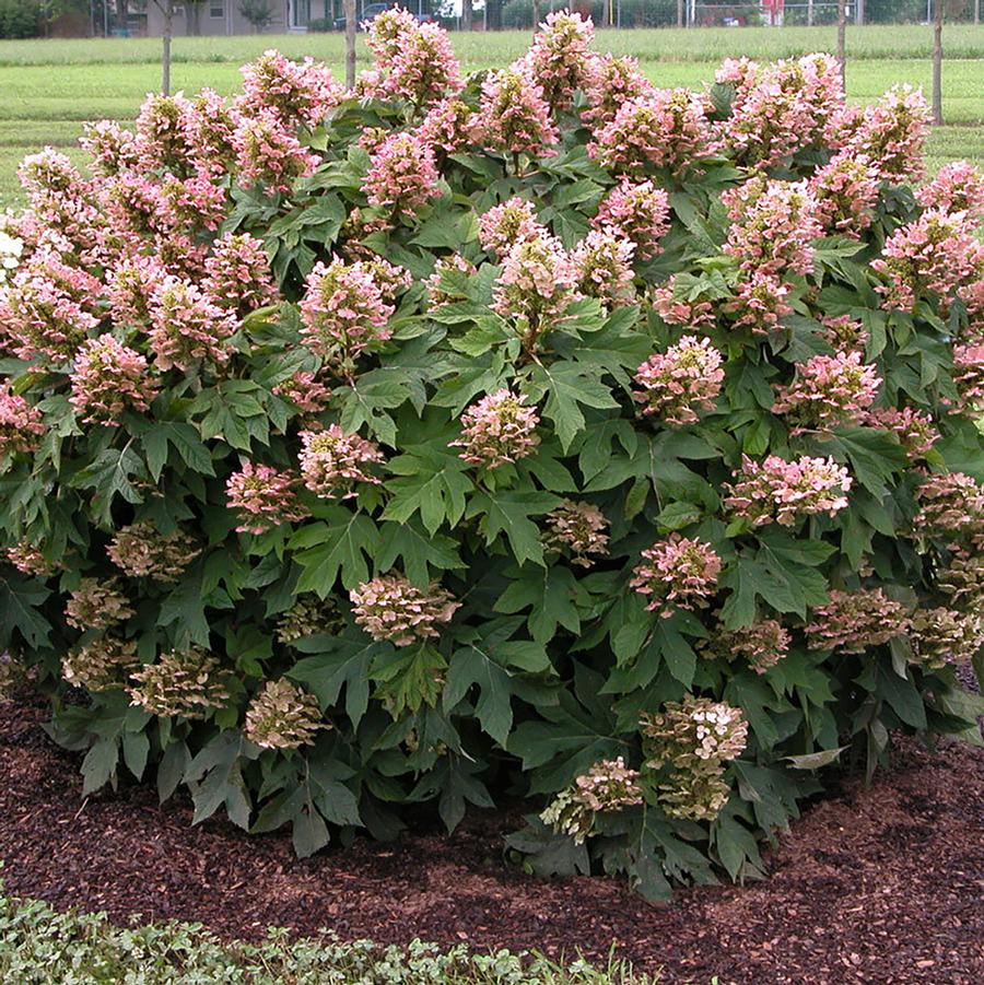 Hydrangea quercifolia 'Munchkin' - Munchkin Oakleaf Hydrangea from Willowbrook Nurseries