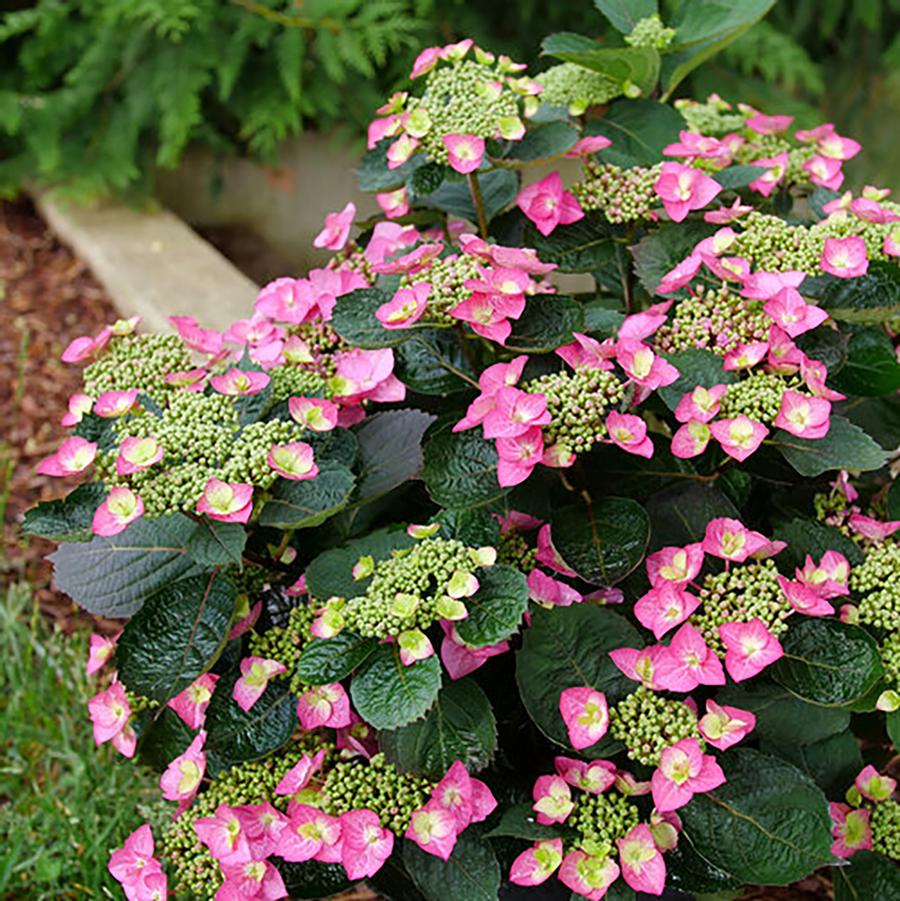 Hydrangea serrata 'Tuff Stuff Top Fun®' - Tuff Dtuff Top Fun Reblooming Mountain Hydrangea from Willowbrook Nurseries