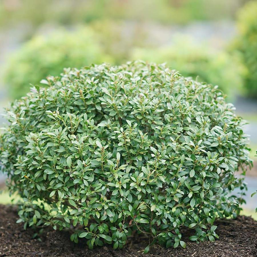 Ilex glabra 'Strongbox®' - Strongbox® Inkberry Holly from Willowbrook Nurseries