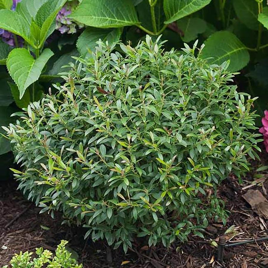 Ilex glabra 'Gem Box®' - Inkberry Holly from Willowbrook Nurseries