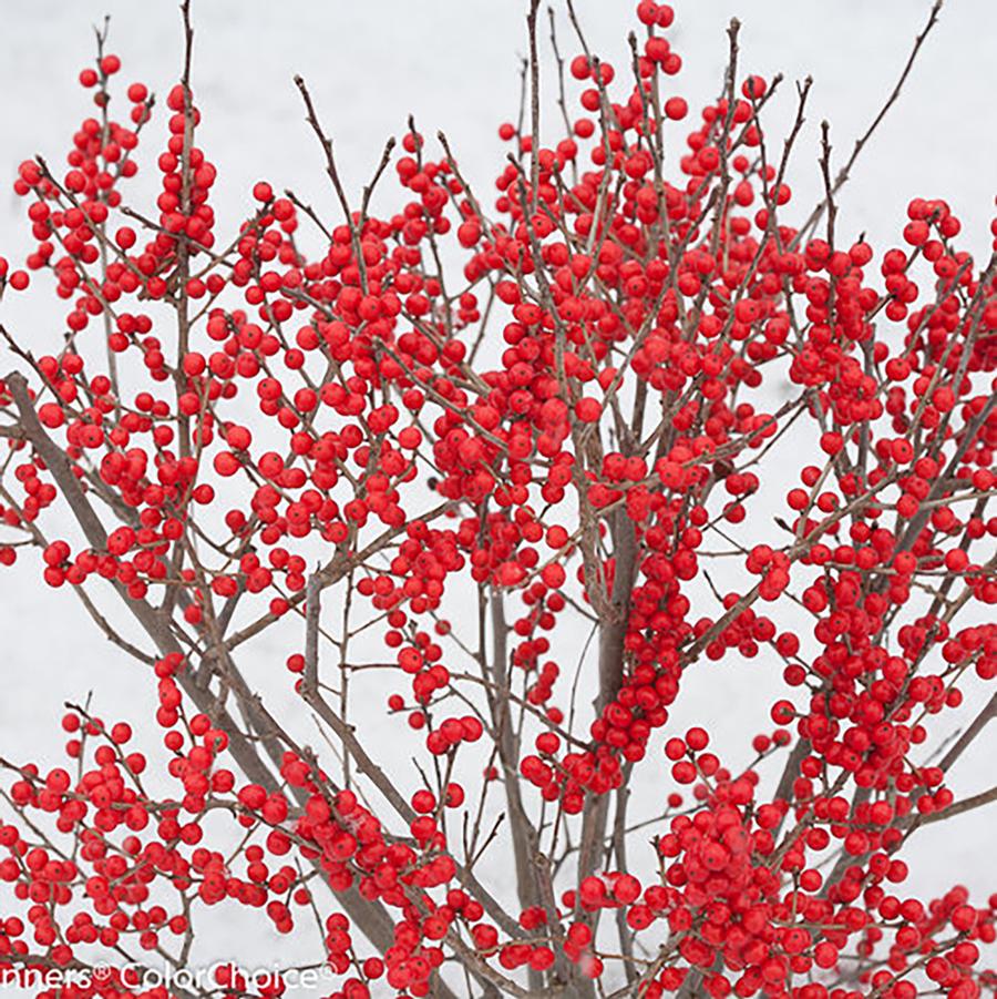 Ilex verticillata 'Berry Poppins®' - Berry Poppins® Winterberry from Willowbrook Nurseries