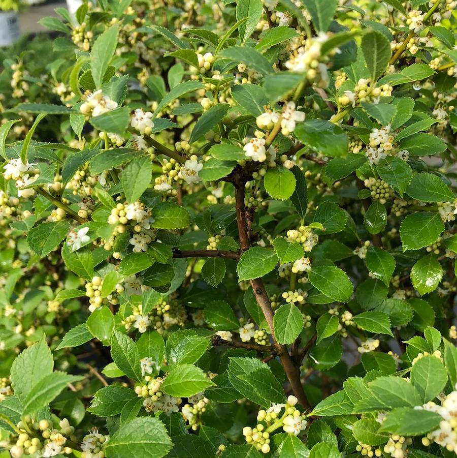 Ilex verticillata 'Mr. Poppins®' - Mr Poppins® Winterberry Holly from Willowbrook Nurseries