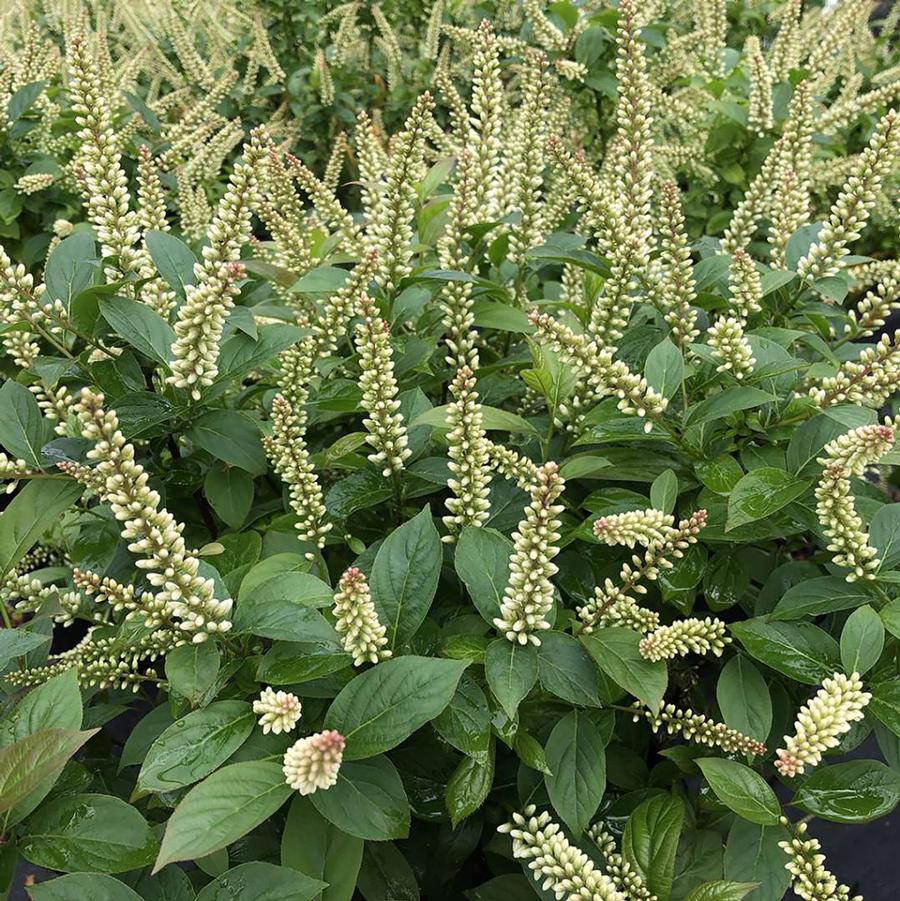 Itea virginica 'Fizzy Mizzy®' - fizzy Mizzy® Sweetspire from Willowbrook Nurseries