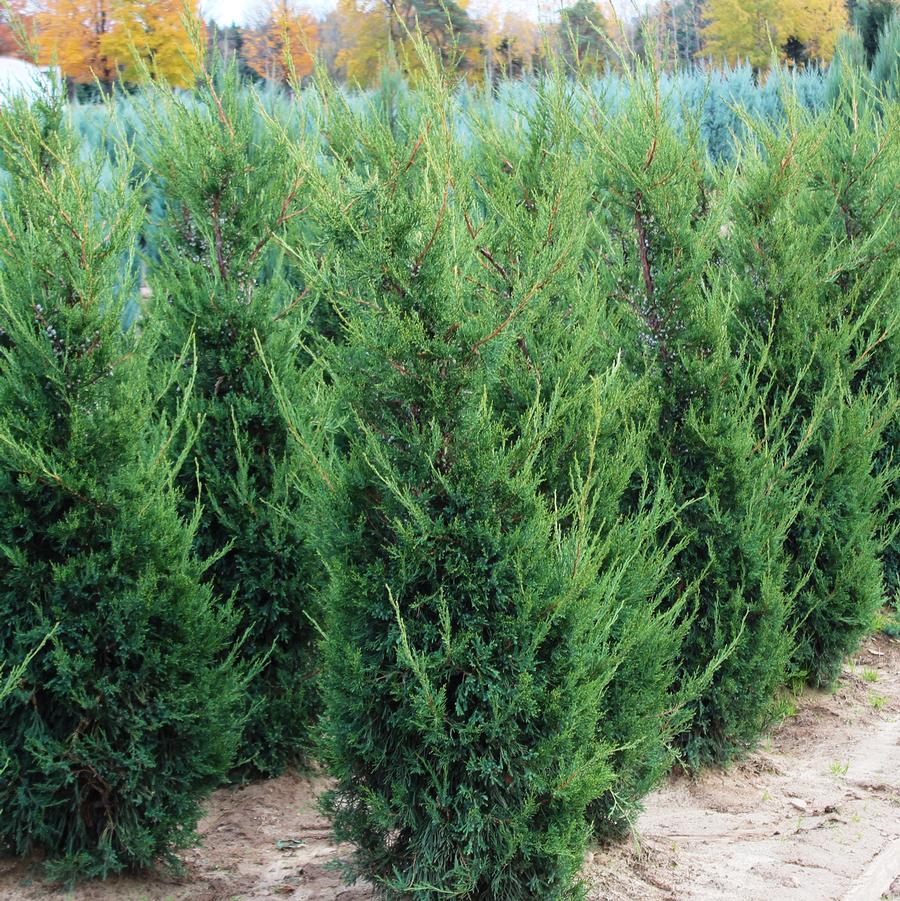 Juniperus chinensis 'Mountbatten' - Mountbatten Juniper from Willowbrook Nurseries