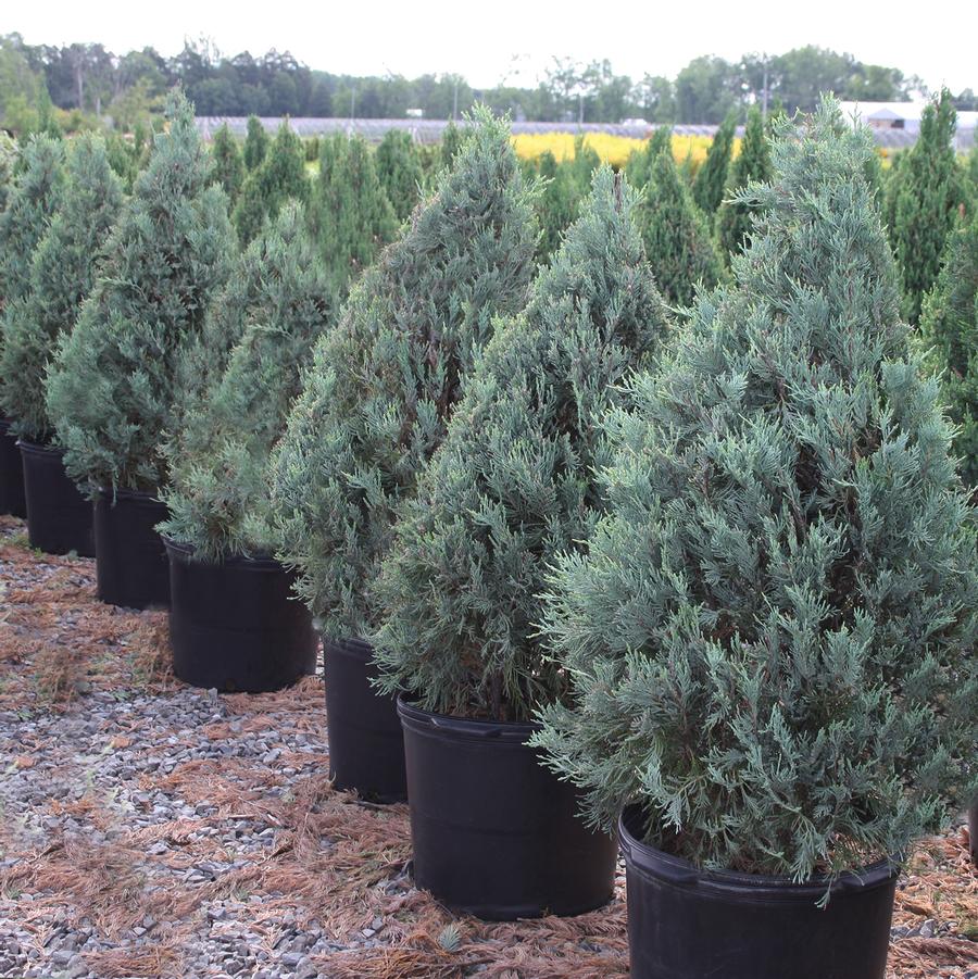 Juniperus scopulorum 'Wichita Blue' - Wichita Blue Juniper from Willowbrook Nurseries