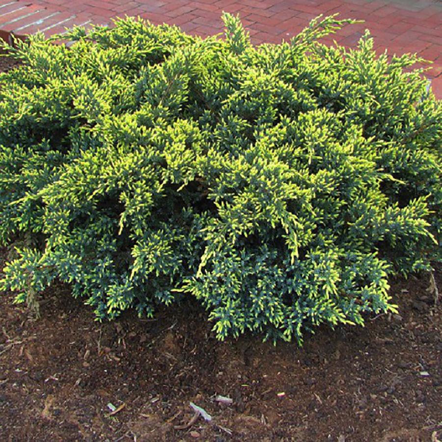 Juniperus squamata 'Dream Joy' - Dream Joy Juniper from Willowbrook Nurseries