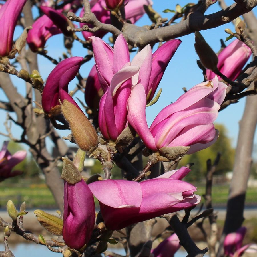 Magnolia 'Ann' - Ann Magnolia from Willowbrook Nurseries