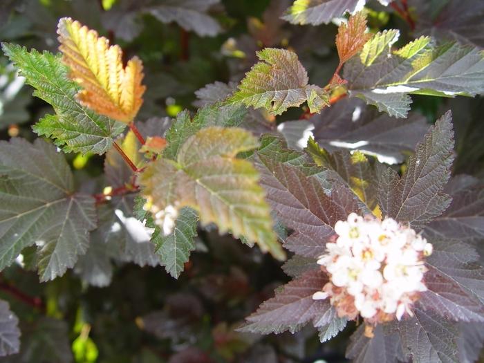 Physocarpus opulifolius Center Glow