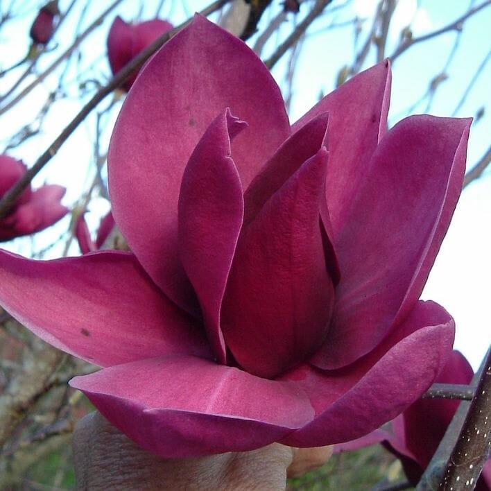 Magnolia 'Cleopatra' - Cleopatra Magnolia from Willowbrook Nurseries