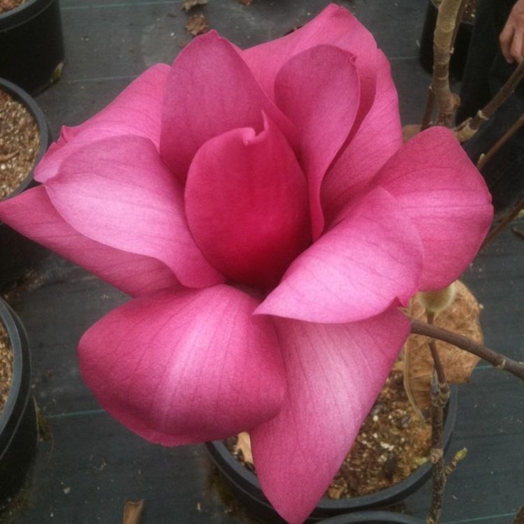 Magnolia 'Vulcan' - Vulcan Magnolia from Willowbrook Nurseries