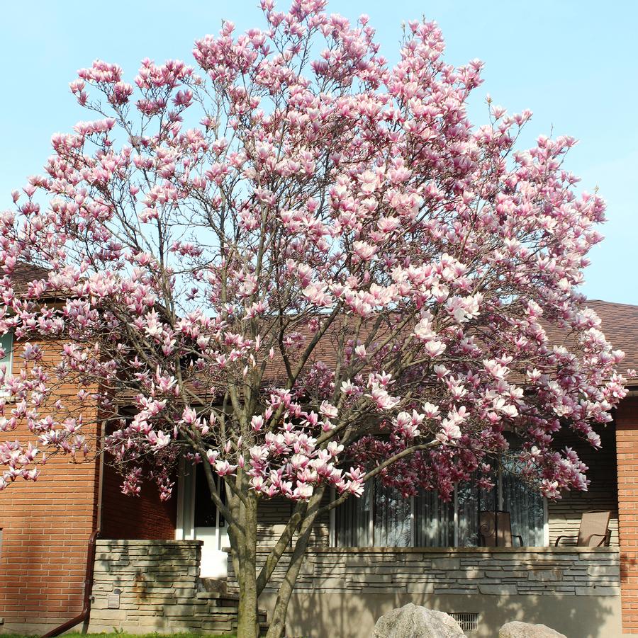 Magnolia 'Jane' - Jane Magnolia from Willowbrook Nurseries