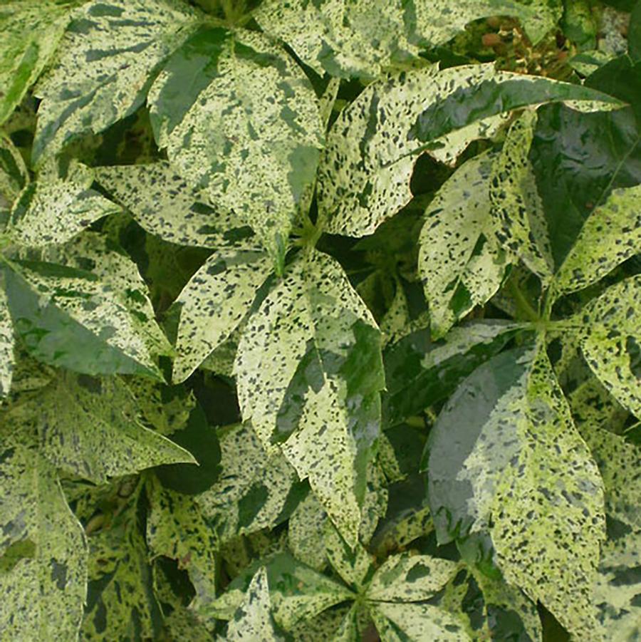 Parthenocissus quinquefolia 'Star Showers' - Star Showers® Virginia Creeper from Willowbrook Nurseries