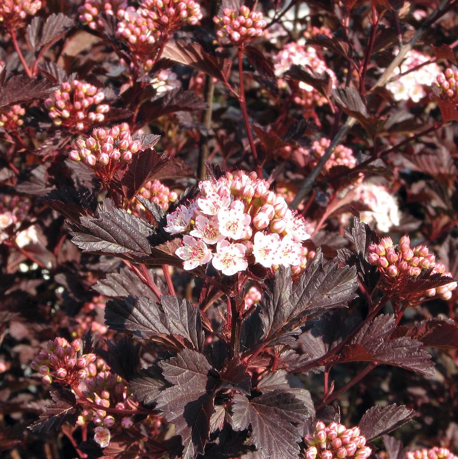 Physocarpus opulifolius Summer Wine® - Summer Wine® Ninebark from Willowbrook Nurseries