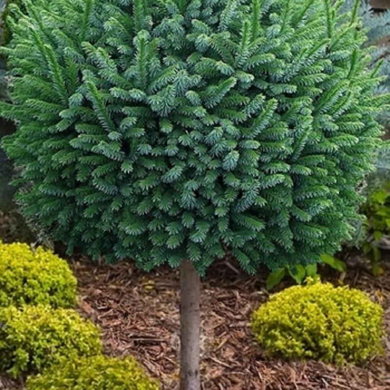 Picea omorika 'Pimoko' - Pimoko Serbian Spruce from Willowbrook Nurseries