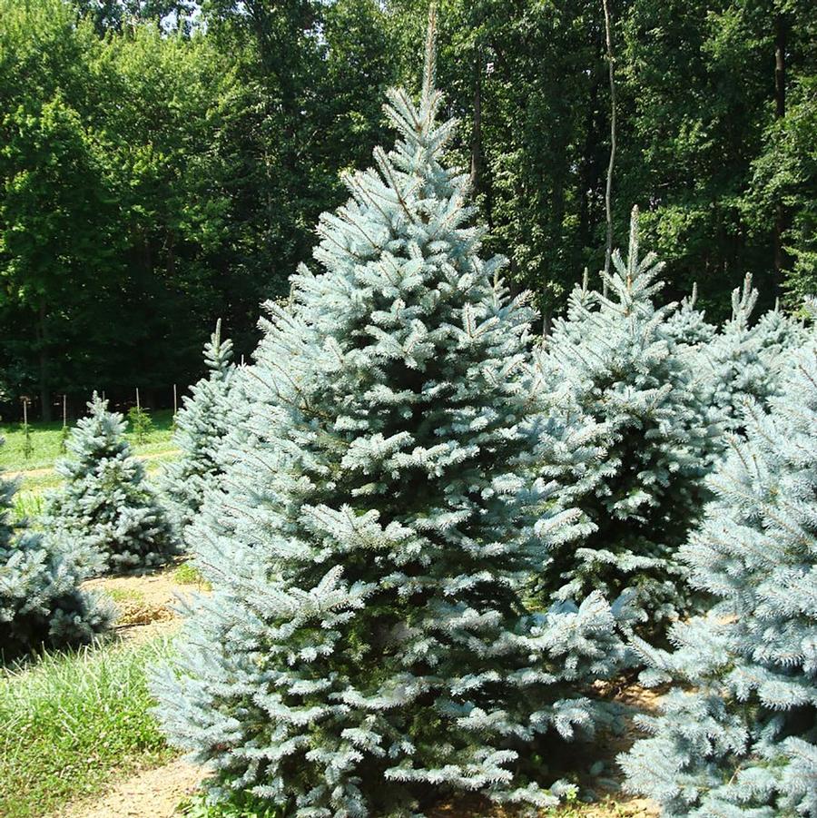 Picea pungens 'Baby Blue Eyes' - Bsby Blue Eyes Blue Spruce from Willowbrook Nurseries