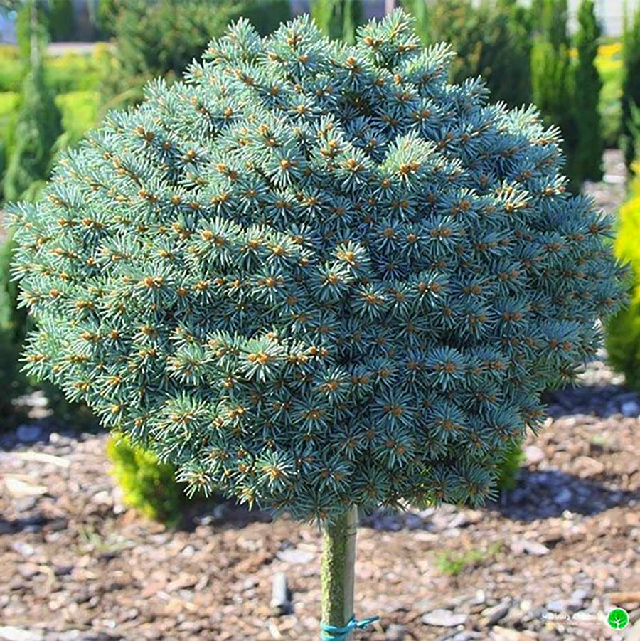 Picea pungens 'Blue Pearl' - Blue Pearl Colorado Spruce -STD from Willowbrook Nurseries