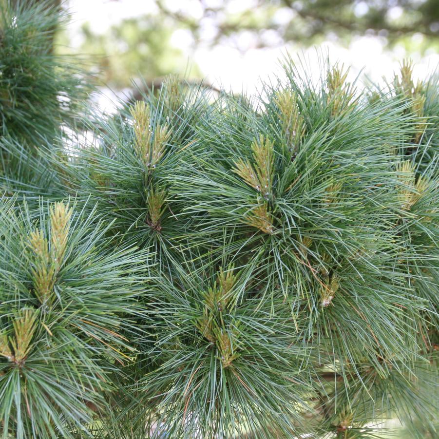 Pinus strobus 'Nana' - Dwarf Eastern White Pine from Willowbrook Nurseries