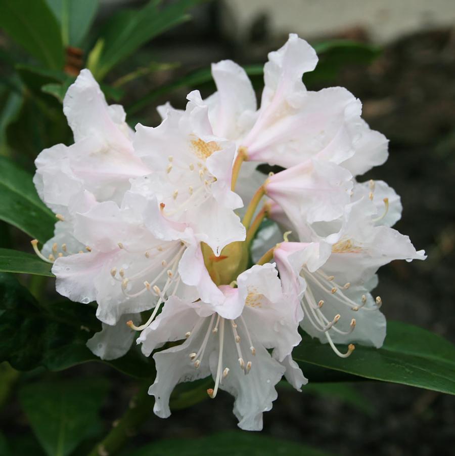 Rhododendron 'Cunningham's White' - Cunningham's White Rhododendron from Willowbrook Nurseries