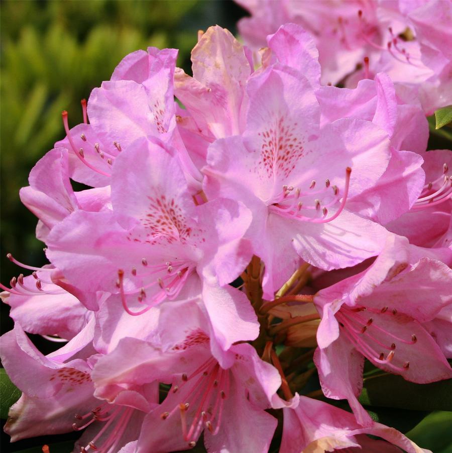 Rhododendron 'Roseum Pink' - Roseum Pink Rhododendron from Willowbrook Nurseries