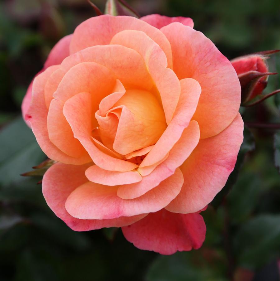 Rosa 'Peach Drift®' - Peach Drift® Groundcover Rose from Willowbrook Nurseries