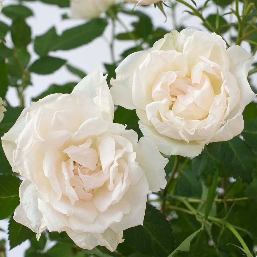 Rosa 'Icecap™' - Icecap™ Shrub Rose from Willowbrook Nurseries