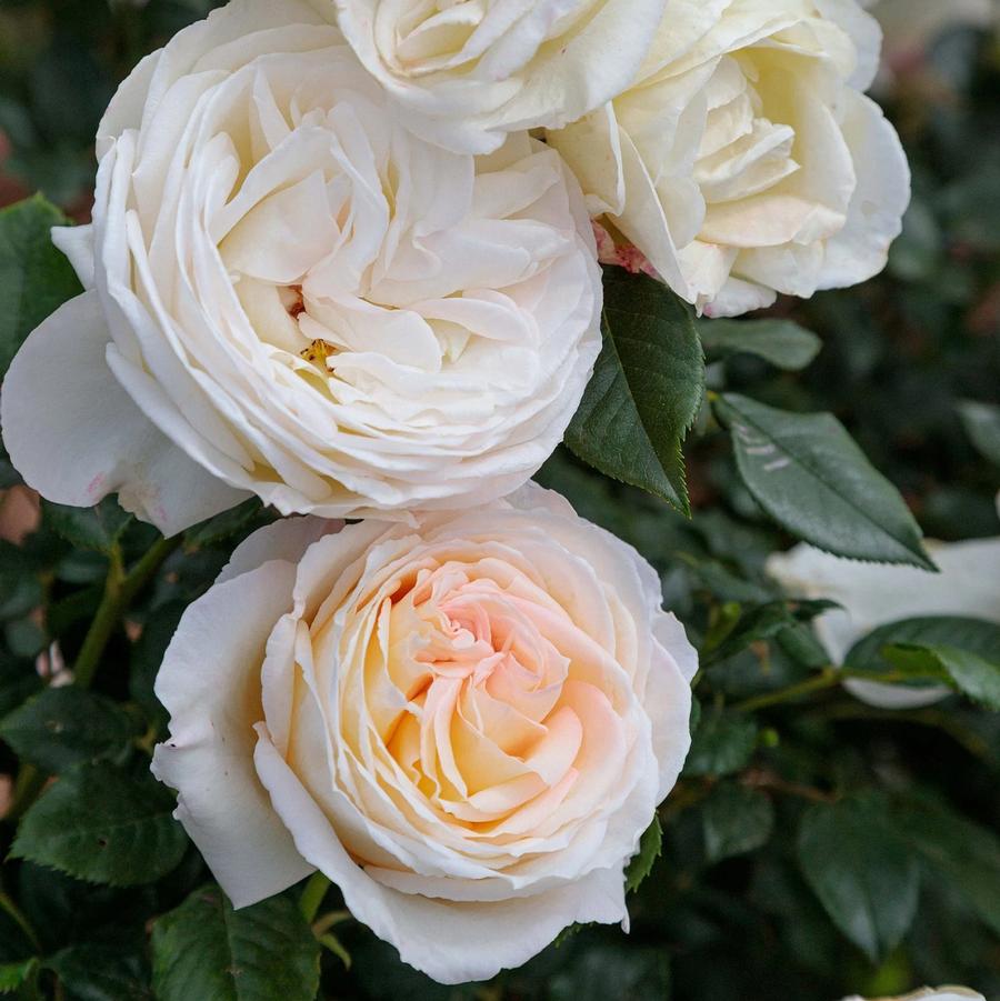 Rosa 'Top Cream™' - Top Cream™ Hybrid Tea Rose from Willowbrook Nurseries