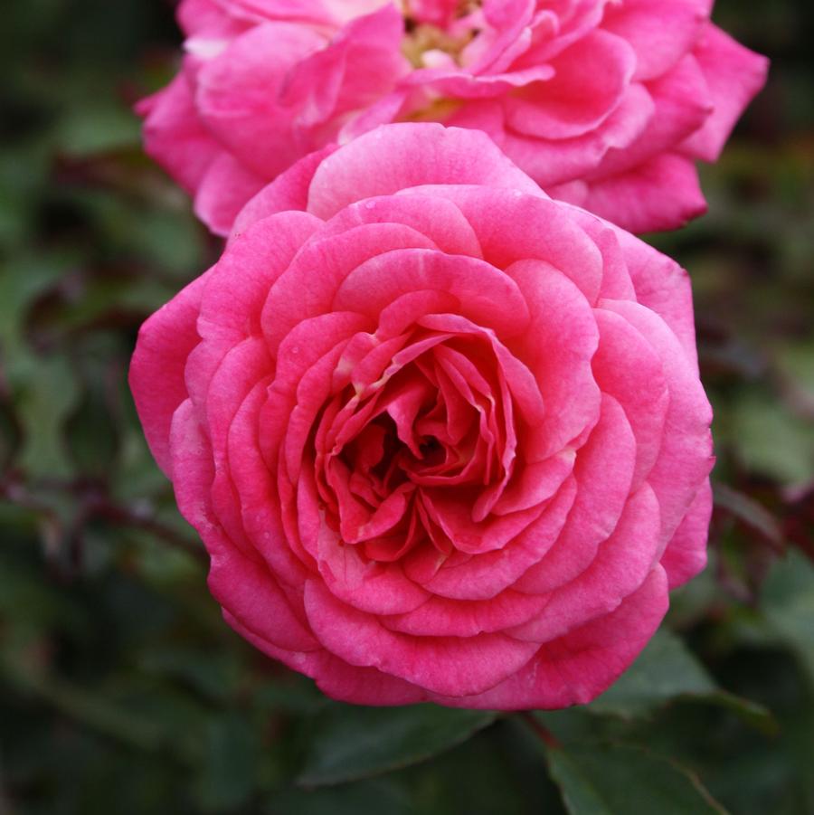 Rosa 'Sweet Drift®' - Sweet Drift® Groundcover Rose from Willowbrook Nurseries