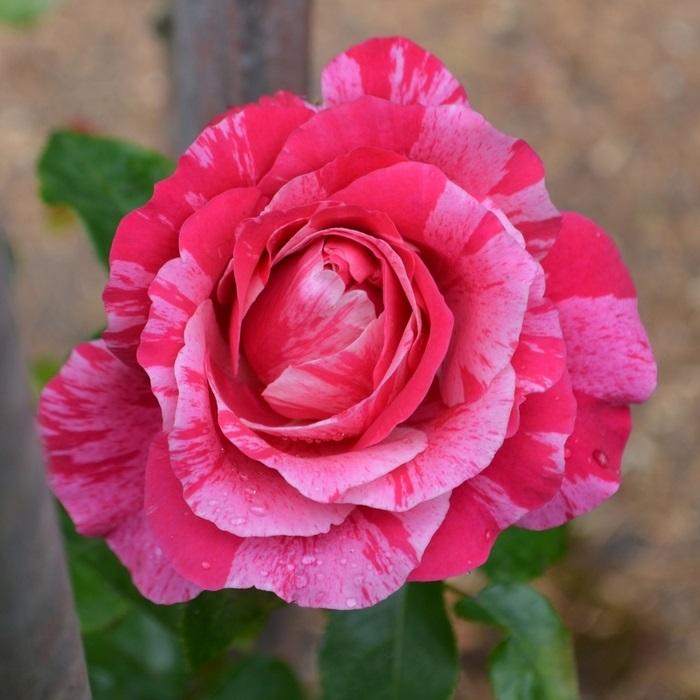 Rosa 'Raspberry Cream Twirl™' - Raspberry Cream Twirl™ Climbing Rose from Willowbrook Nurseries