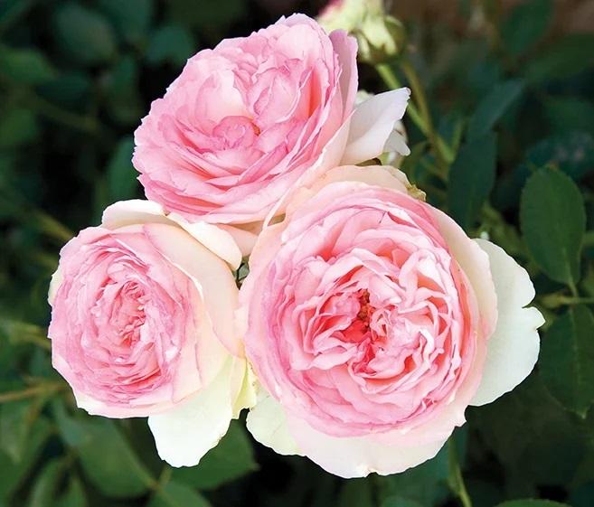 Rosa 'Eden Climber®' - Eden Climber® Climbing Rose from Willowbrook Nurseries