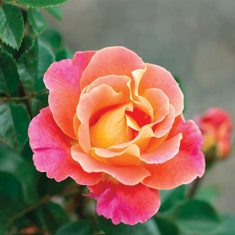 Rosa 'Fruity Petals™' - Fruity Petals™ Climbing Rose from Willowbrook Nurseries