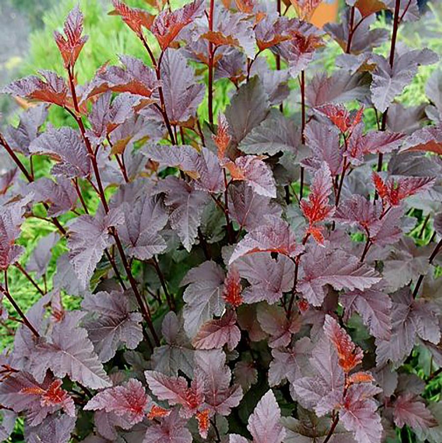 Physocarpus opulifolius Red Baron