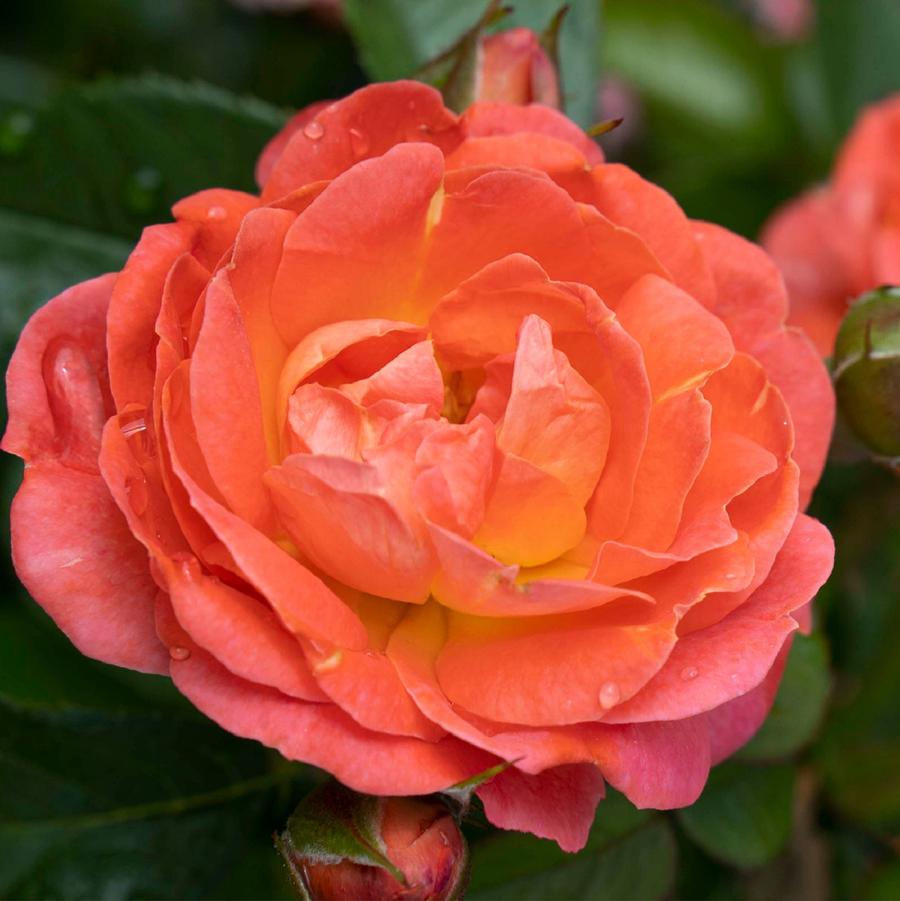 Rosa Knock Out® 'Orange Glow™' - Orange Glow™ Knock Out® Shrub Rose from Willowbrook Nurseries