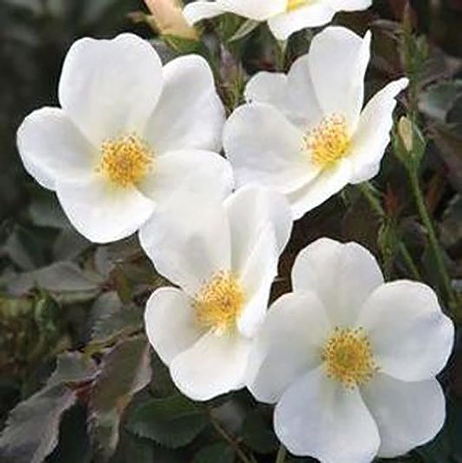 Rosa Knock Out® 'White' - White Knock Out® Shrub Rose from Willowbrook Nurseries