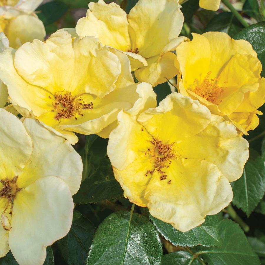 Rosa Knock Out� 'Easy Bee-zy™' - Easy Bree-zy Knock Out� Shrub Rose from Willowbrook Nurseries