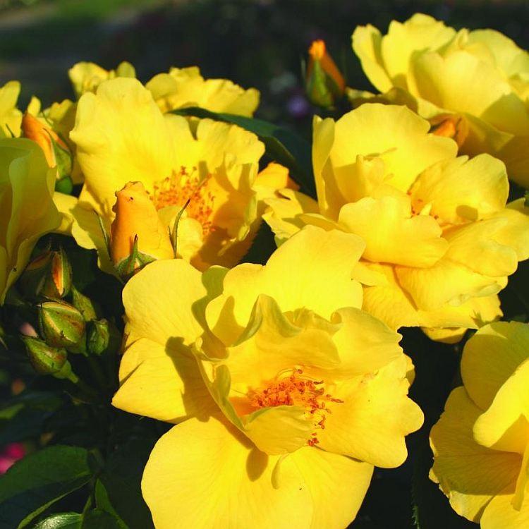 Rosa Kolorscape® 'Lemon Fizz™' - Kolorscape® Lemon Fizz™ Shrub Rose from Willowbrook Nurseries