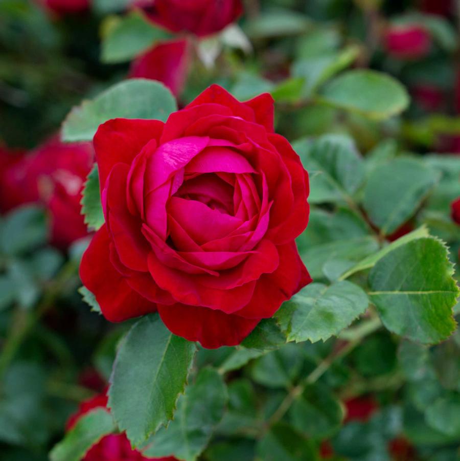 Rosa 49th Parallel Collection 'Canadian Shield�' - Canadian Shield� Shrub Rose from Willowbrook Nurseries