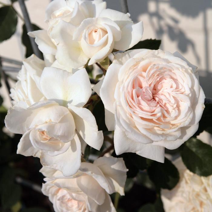 Rosa Arborose® 'Honeymoon™' - Honeymoon™ Climbing Rose from Willowbrook Nurseries