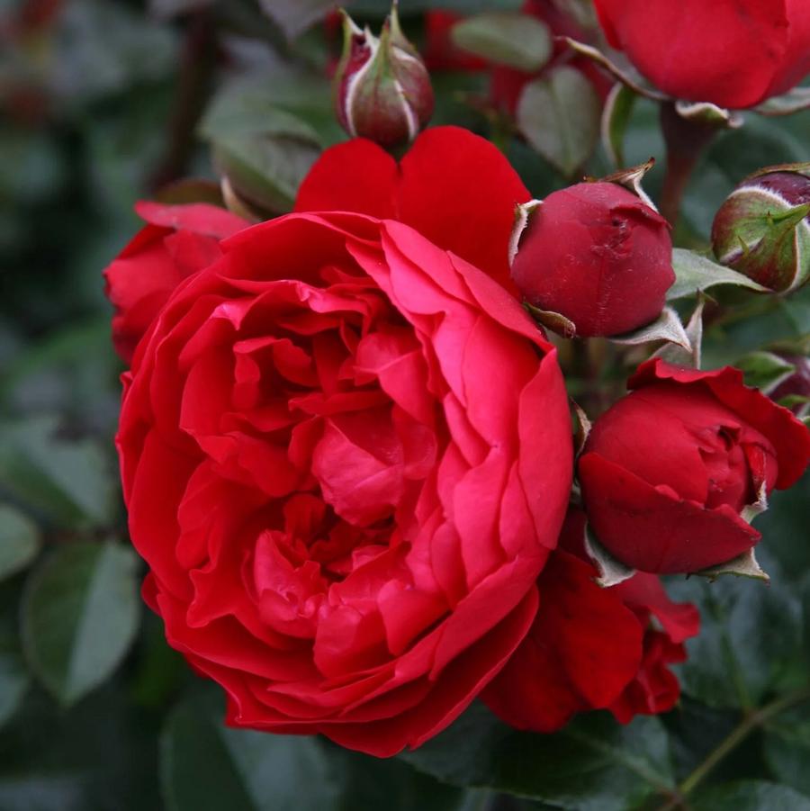 Rosa Arborose� 'Florentina™' - Florentina™ Climbing Rose from Willowbrook Nurseries