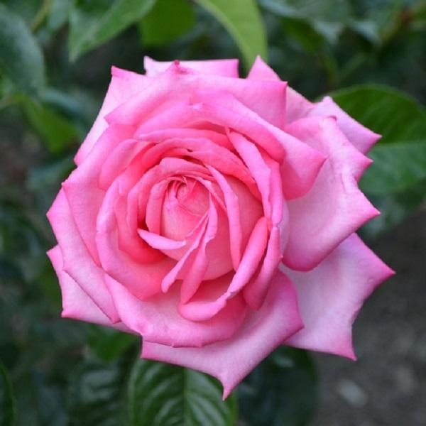 Rosa Eleganza® 'Wedding Bells™' - Wedding Bells™ Hybrid Tea Rose from Willowbrook Nurseries