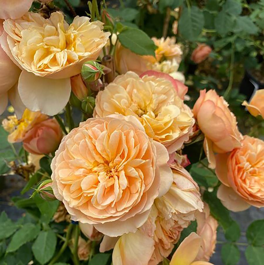 Rosa Flavorette� 'Honey-Apricot' - Honey Apricot Hybrid Tea Rose from Willowbrook Nurseries