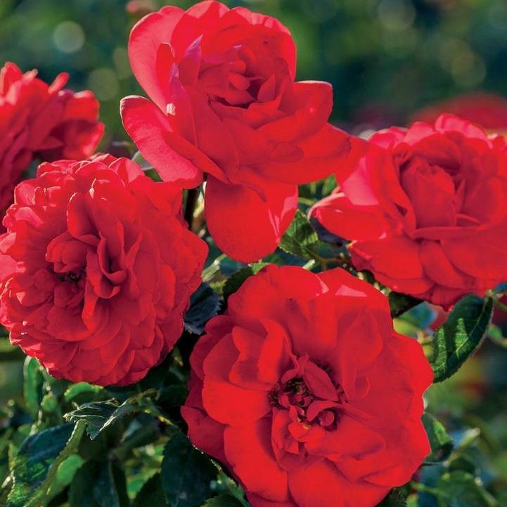 Rosa 'Canyon Road™' - Canyon Road™ Floribunda Rose from Willowbrook Nurseries