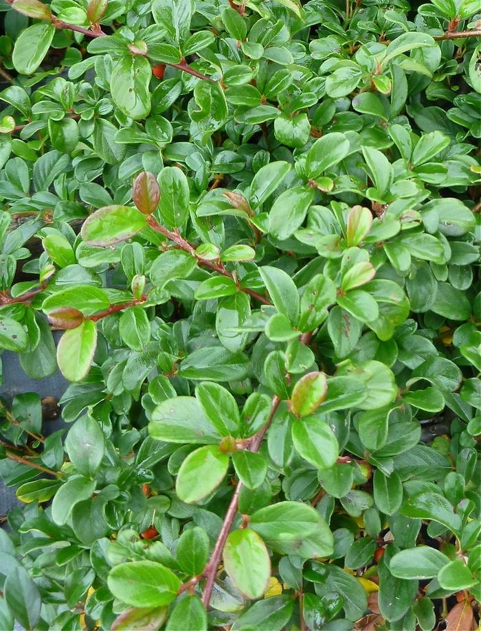 Cotoneaster dammeri 