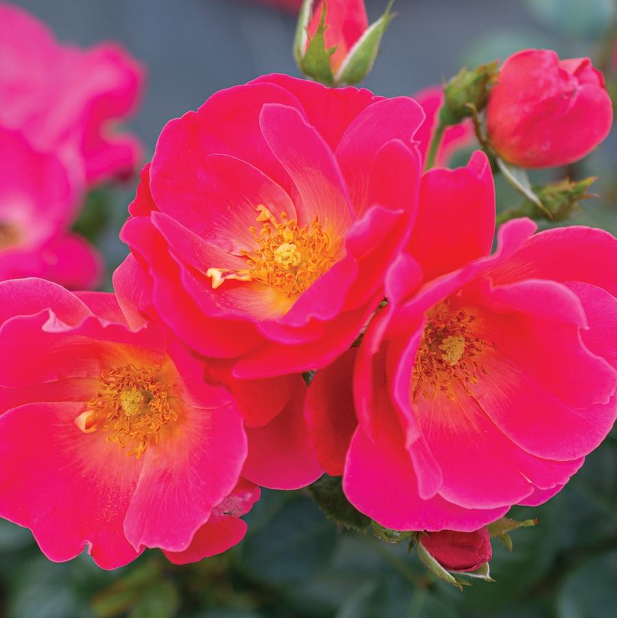 Rosa Brick House® 'Pink' - Rose from Willowbrook Nurseries