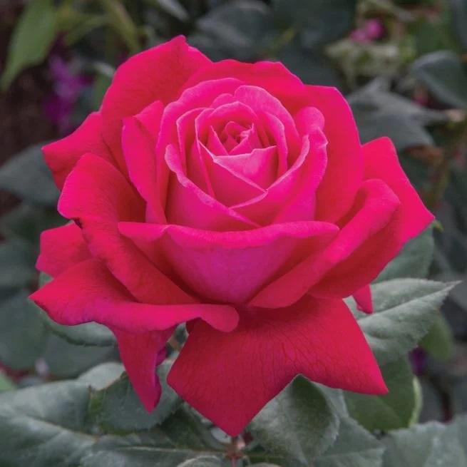 Rosa 'Sweet Spirit™' - Sweet Spirit™ Grandiflora Rose from Willowbrook Nurseries