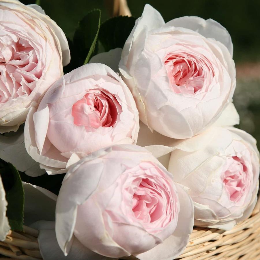 Rosa Parfuma� 'Earth Angel™' - Parfuma� Earth Angel™ Hybrid Tea Rose from Willowbrook Nurseries